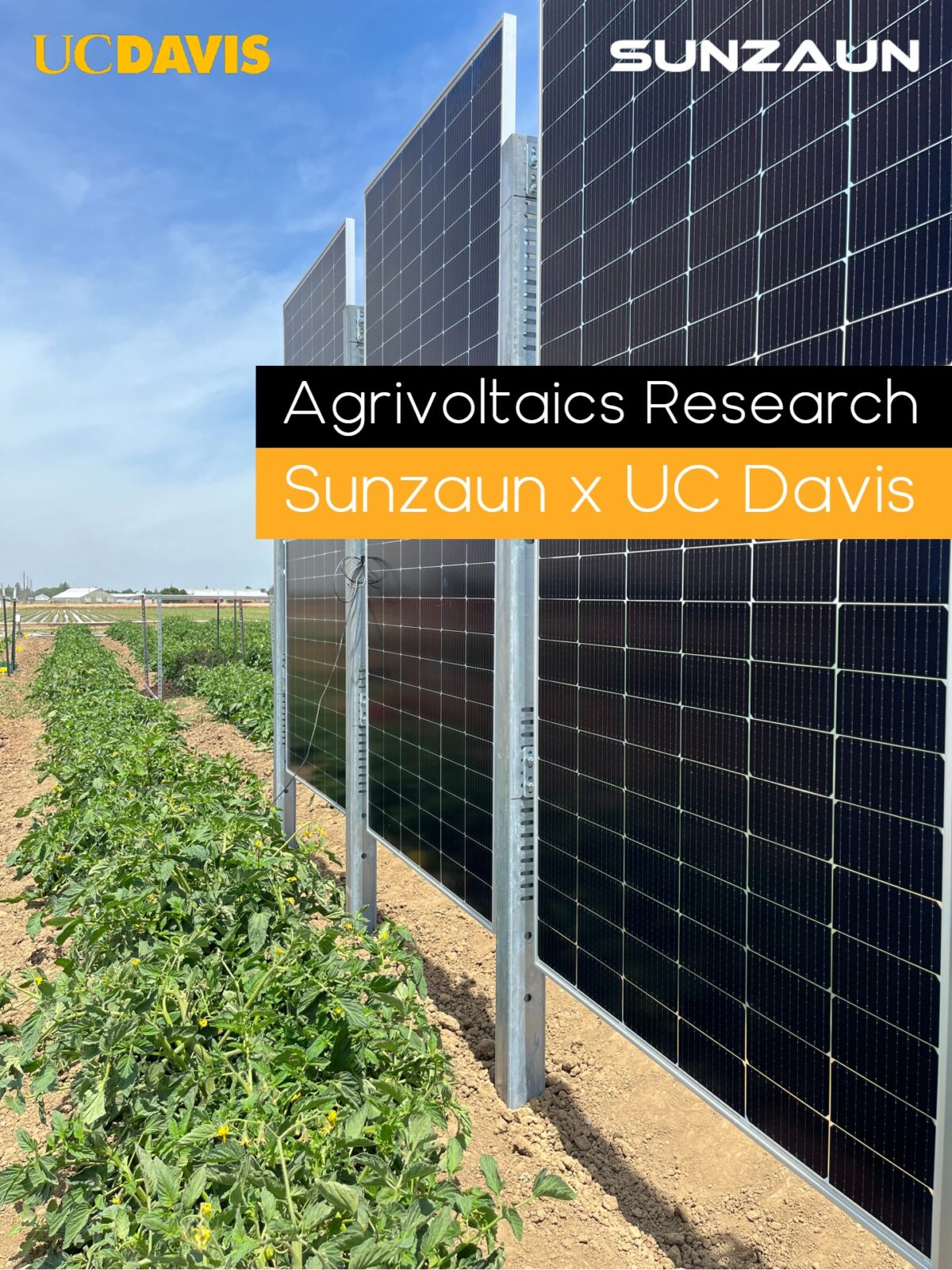 Vertical Agrivoltaics at UC Davis