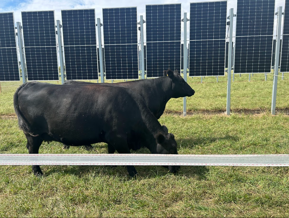  Exciting Launch of Agrovoltaics at Rutgers: The Cow PV Initiative