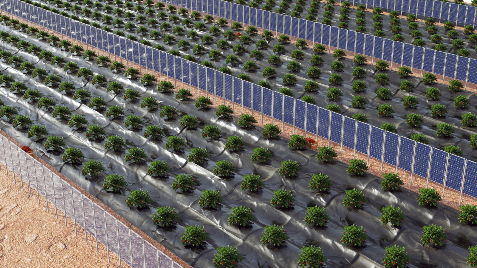  Addressing Heat Stress in Berry Crops with Innovative Shade Solutions