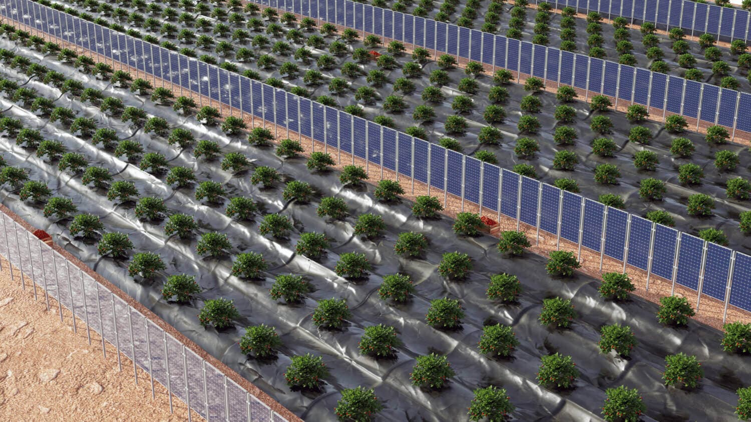 New study shows how agrivoltaics systems can protect crops from extreme wind conditions 