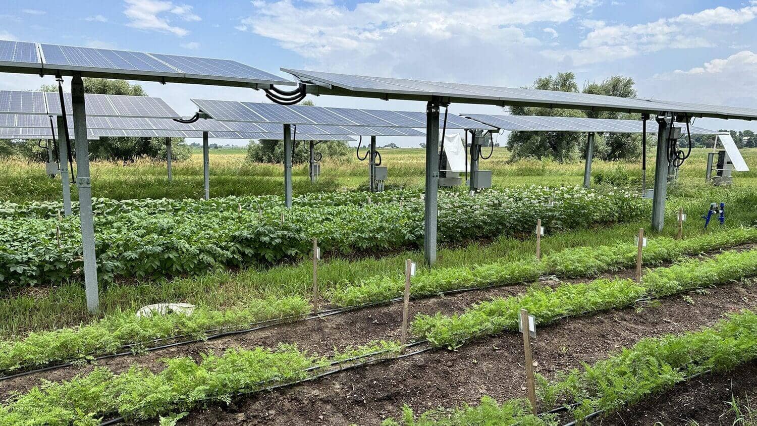 Protect Crops, Farm the Sun: What Agri-PV Can Do for You